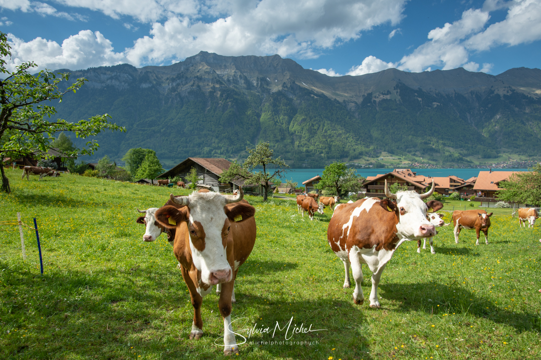 Vacas en Iseltwald